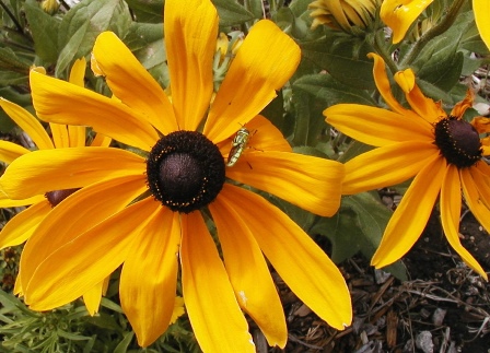 Black-eyed Susan